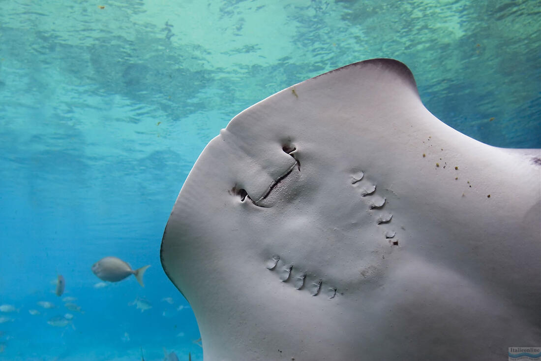 Cattolica aquarium