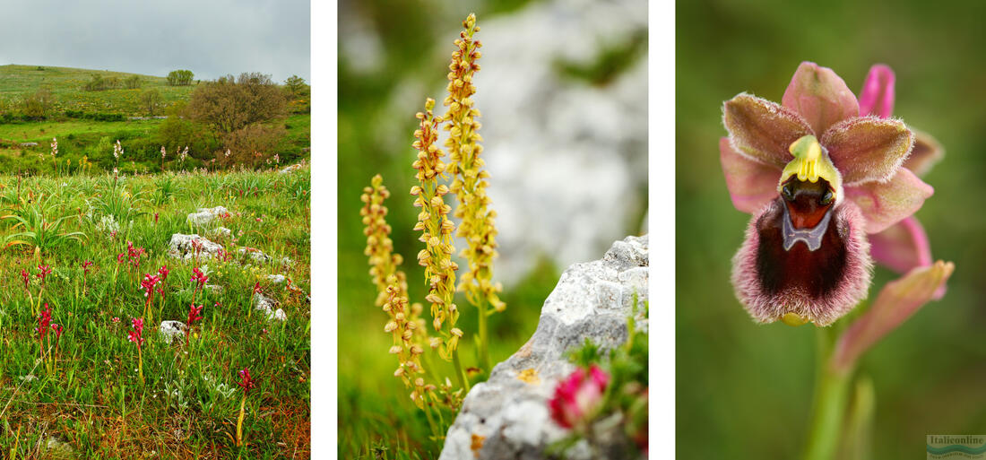 Gargano - rét vadon élő orchideákkal, Aceras antropophorum, Ophrys garganica