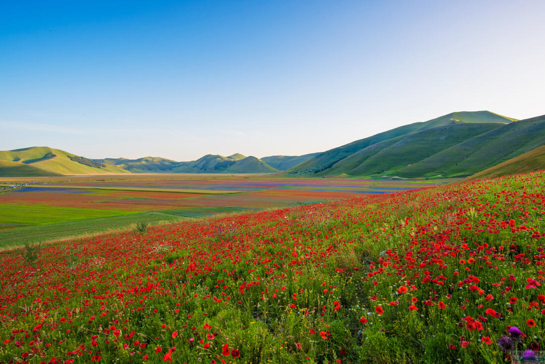 Kvetoucí mák na Piani di Castelluccio - Národní park Monti Sibillini