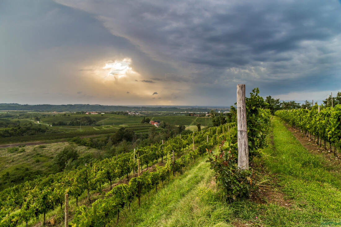 Collio - szőlőültetvények