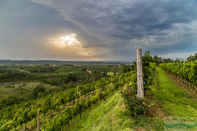 Collio: a bor és a kulináris élvezetek birodalma